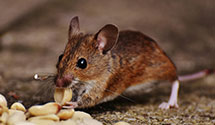 24 Hour & Emergency Exterminators in Raleigh, WV